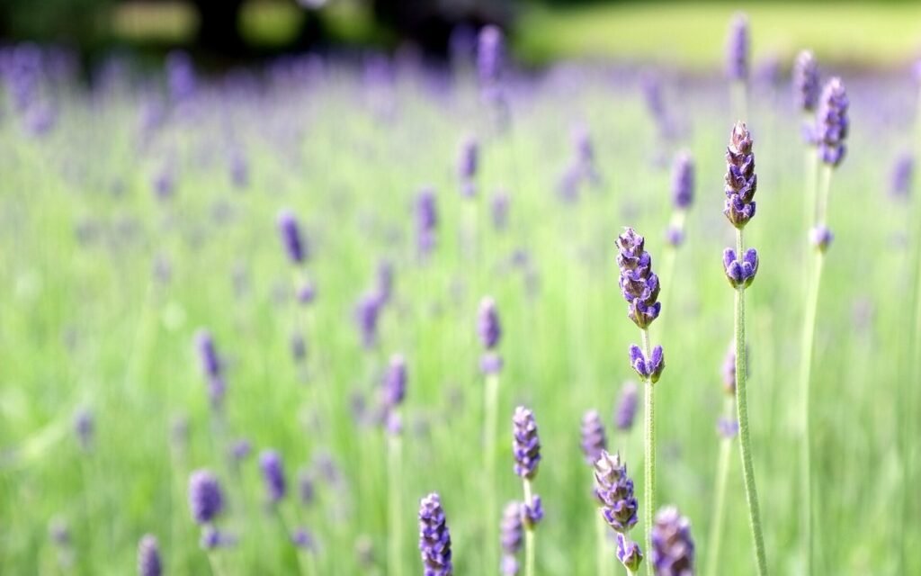 Botanicals used in GLOVYA formulas
