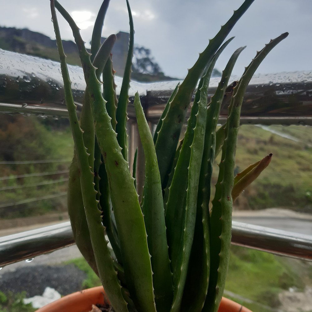 Aloe Vera